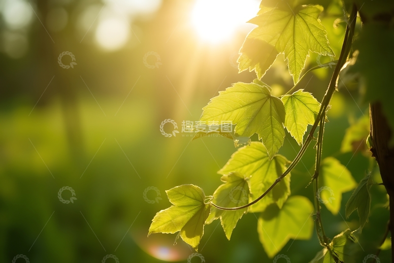 高清大图下载【趣麦麦图】被阳光逆光照射的常春藤串 