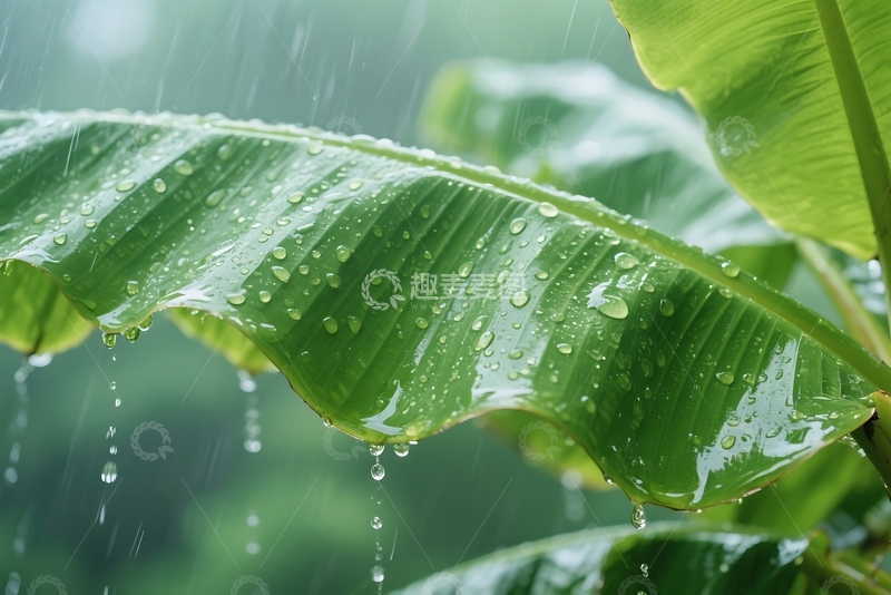 高清大图下载【趣麦麦图】被雨水打湿的芭蕉特写镜头 