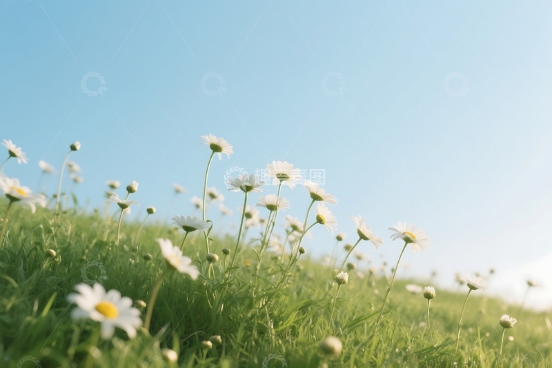 高清大图下载【趣麦麦图】雏菊草地上的雏菊 