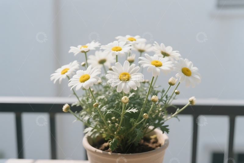 高清大图下载【趣麦麦图】雏菊(Bellis perennis) 