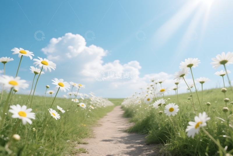 高清大图下载【趣麦麦图】雏菊Fleabane花沿着小径生长 