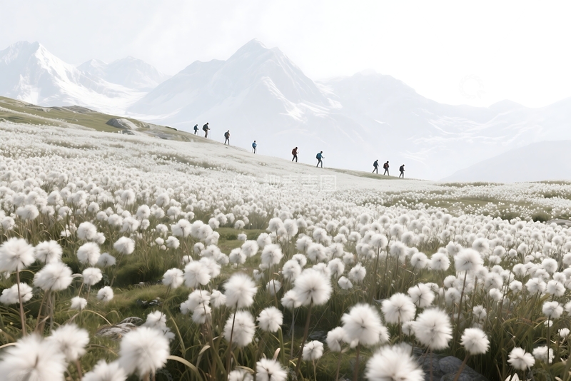 高清大图下载【趣麦麦图】阿尔卑斯山上盛夏绽放的棉草 