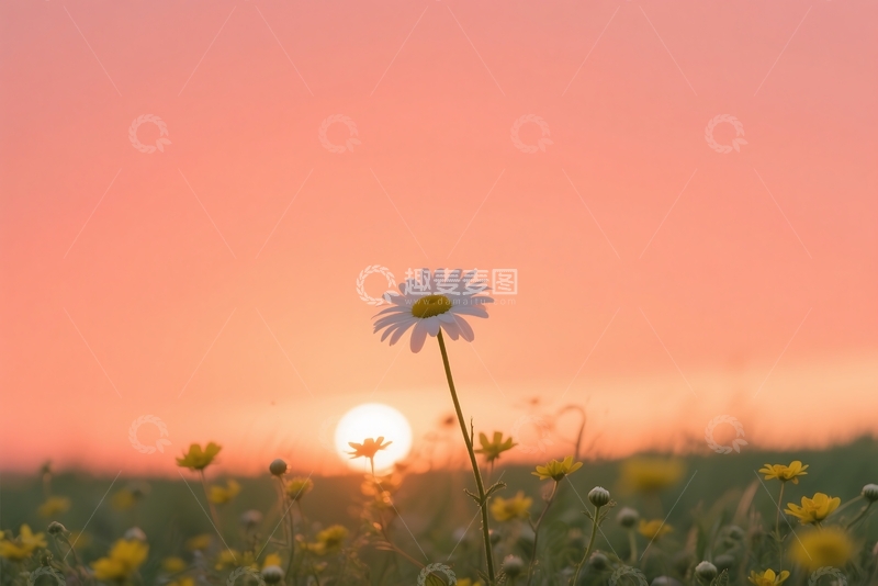 高清大图下载【趣麦麦图】雏菊(白菊花)，夏季花草地 