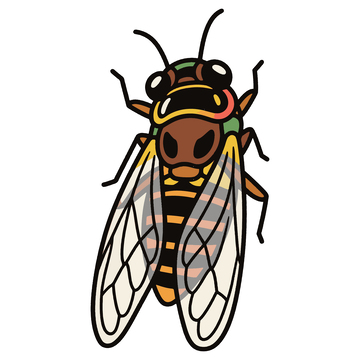 蝉昆虫手绘插画