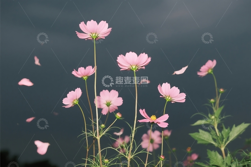 高清大图下载【趣麦麦图】高高的花被风吹过 
