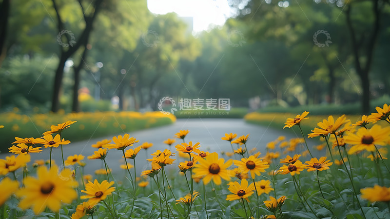 高清大图下载【趣麦麦图】夏天公园里的小雏菊