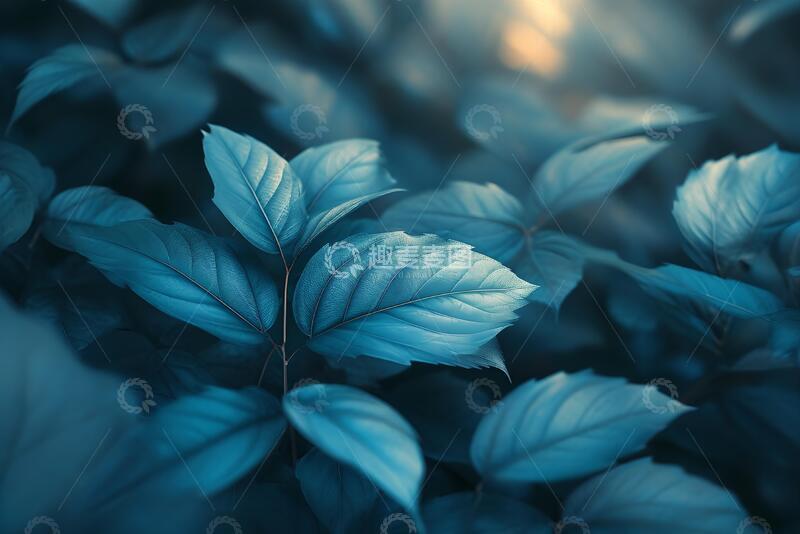 高清大图下载【趣麦麦图】高关键图像的叶子颜色转换成柔和的蓝色