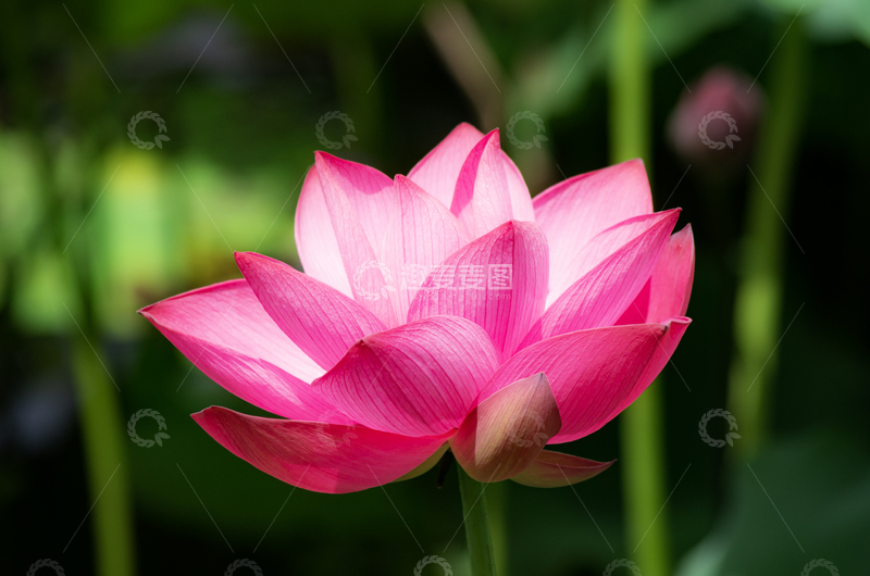 高清大图下载【趣麦麦图】荷花摄影图片