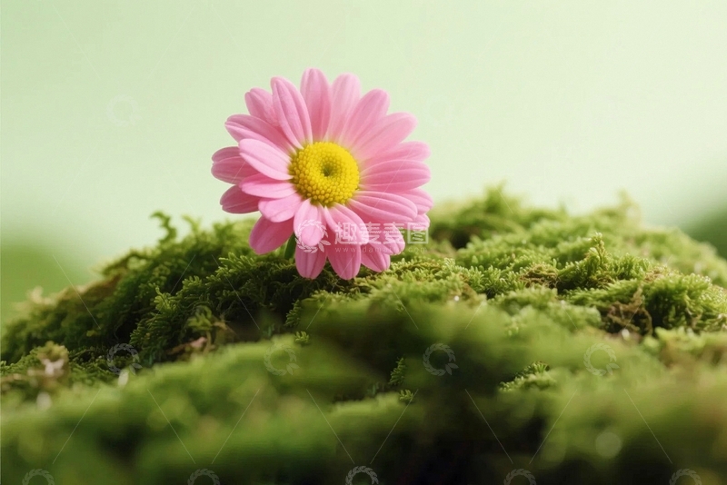 高清大图下载【趣麦麦图】植物花草背景3