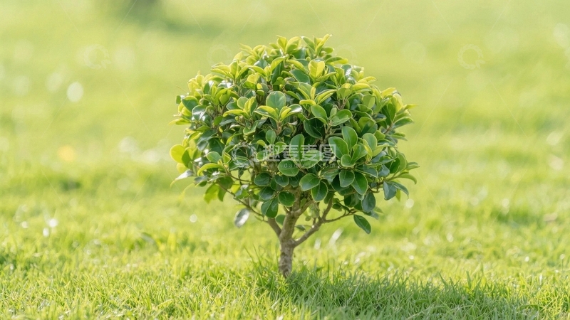 高清大图下载【趣麦麦图】草地上一颗正在成长的树苗