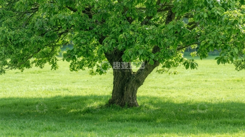 高清大图下载【趣麦麦图】草原上的一颗大树2