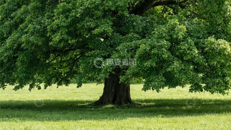 高清大图下载【趣麦麦图】草原上的一颗大树6
