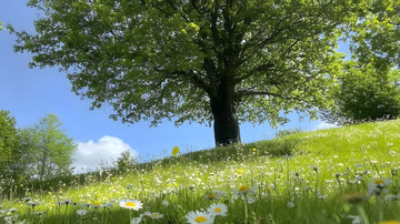 夏天野外草地上的大树1