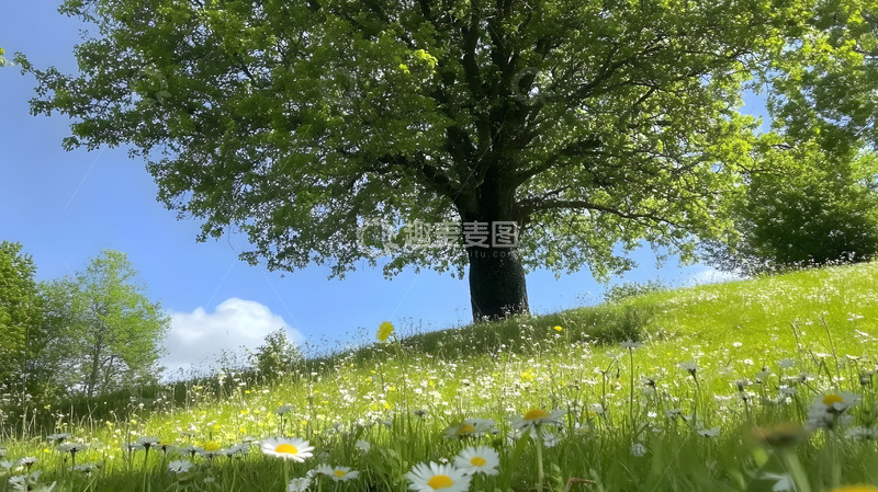高清大图下载【趣麦麦图】夏天野外草地上的大树1