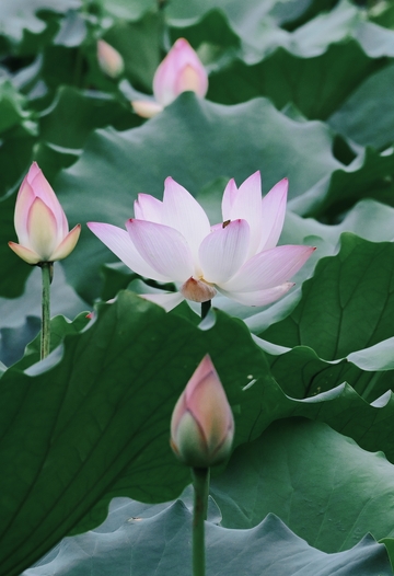 满池翠绿荷叶间，粉白荷花与花苞错落绽放