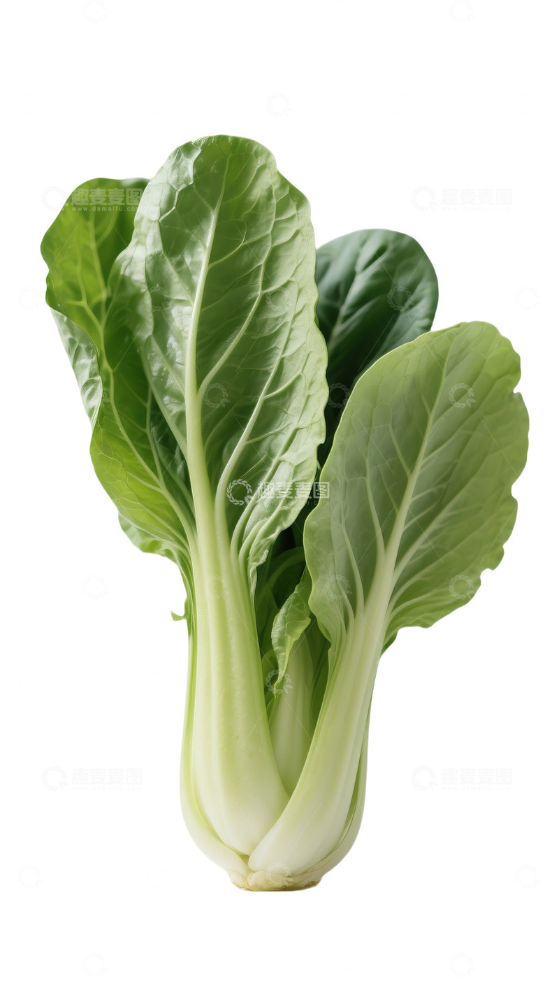 高清大图下载【趣麦麦图】新鲜翠绿的小白菜