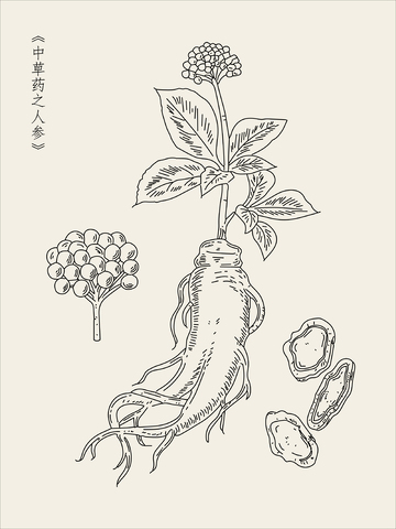 本草纲目中草药之人参插图线稿