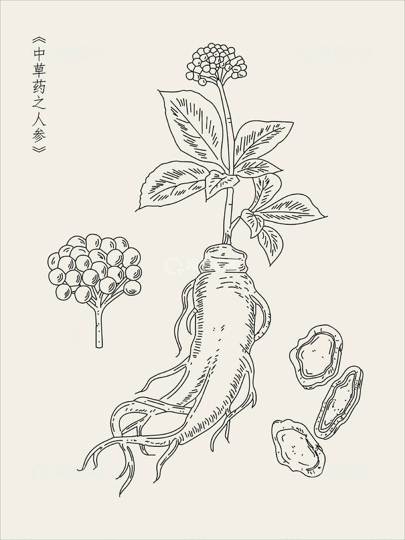 源文件下载【趣麦麦图】本草纲目中草药之人参插图线稿