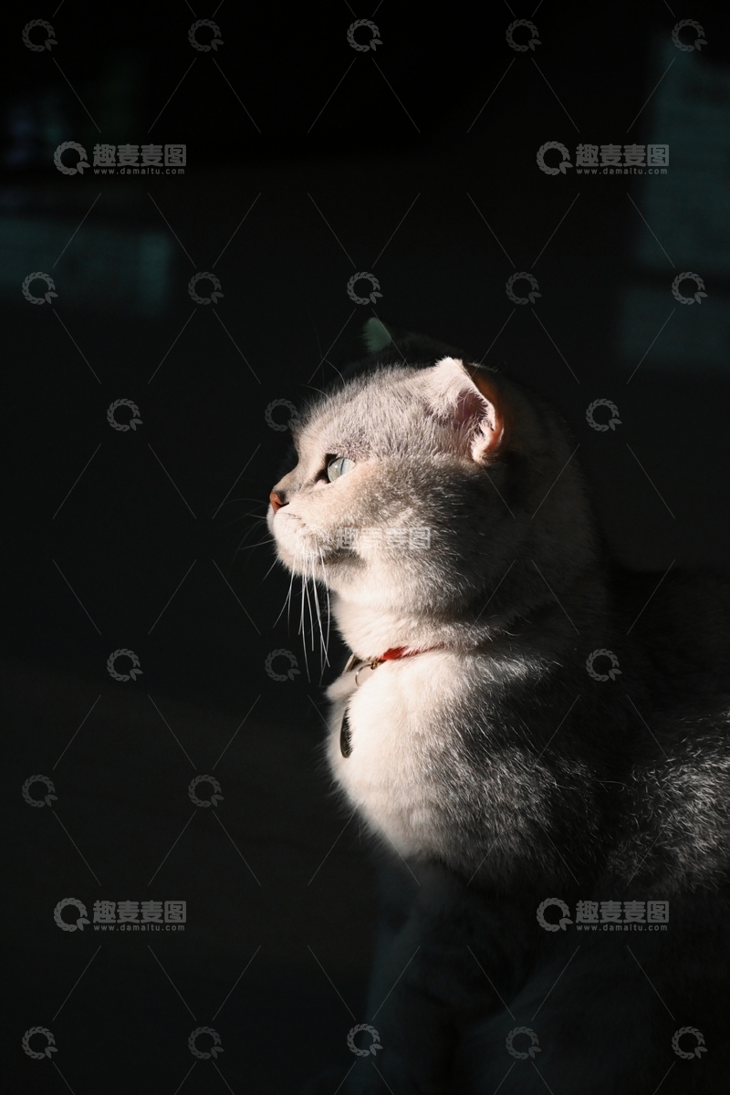 高清大图下载【趣麦麦图】光影下的银渐层猫咪