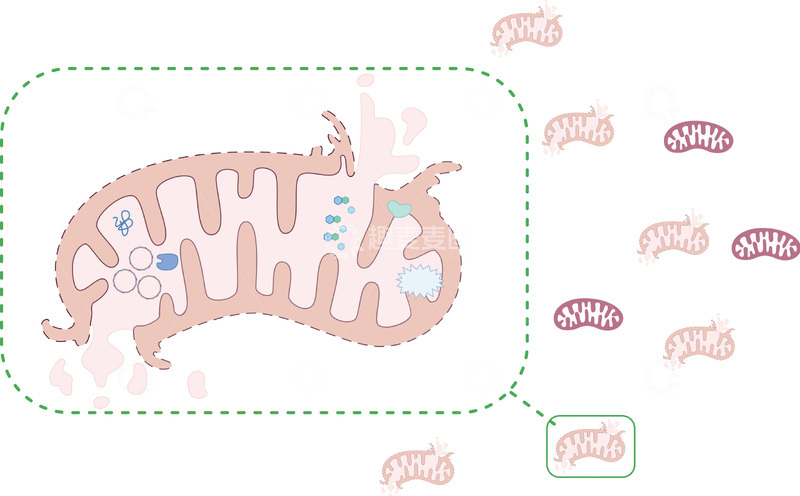 源文件下载【趣麦麦图】矢量医学插图