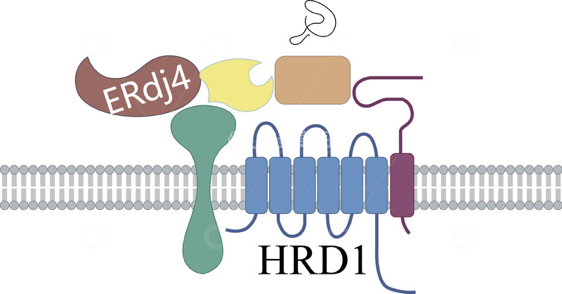 源文件下载【趣麦麦图】生物论文插图矢量图1