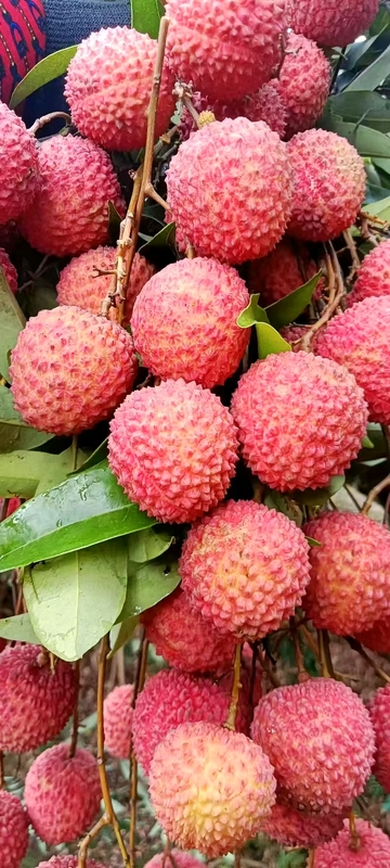 枝头荔枝：邂逅夏日鲜滋味