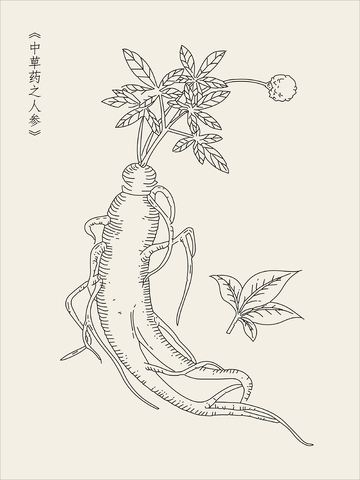 中草药人参植株根茎线稿插图