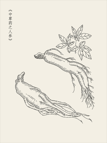 本草纲目中草药人参根茎线稿插图