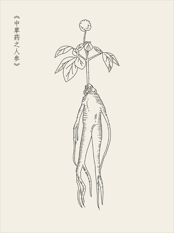 本草纲目中草药人参线稿插图