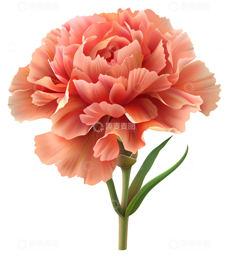 高清大图下载【趣麦麦图】精致的粉色康乃馨花朵3D插画png素材1