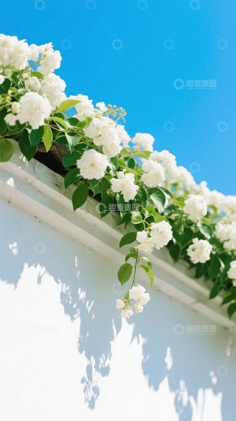 高清大图下载【趣麦麦图】白墙上的浪漫蔷薇1