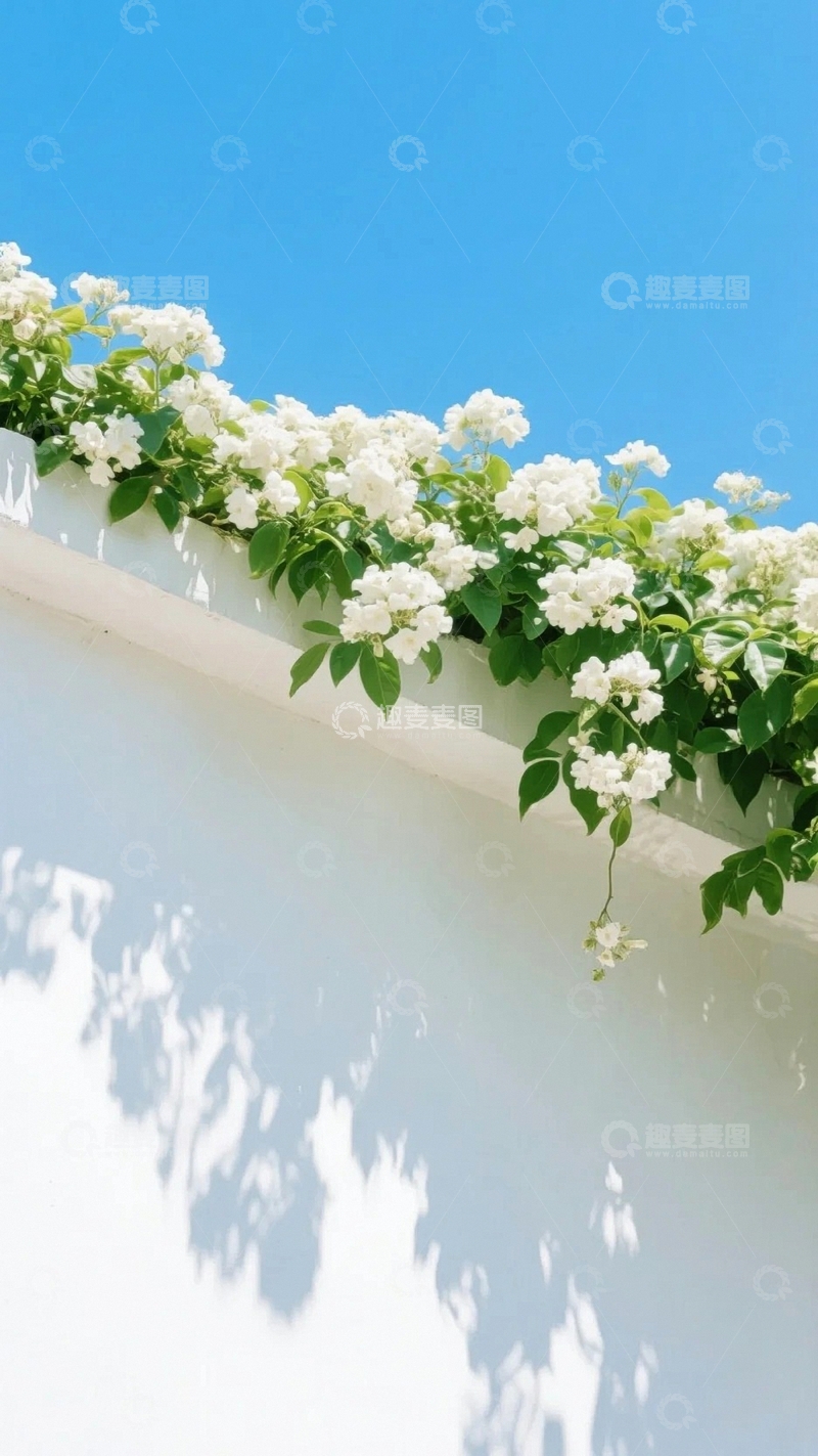 高清大图下载【趣麦麦图】白墙上的浪漫蔷薇2