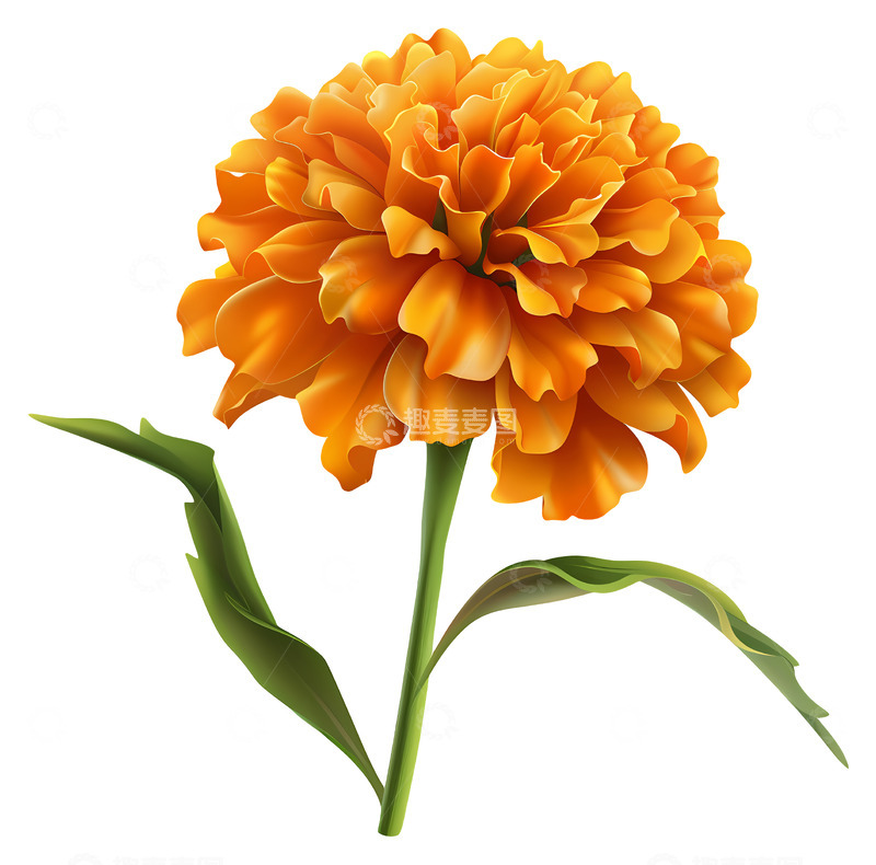 橙色金盏花盛开插画3D插画透明png素材