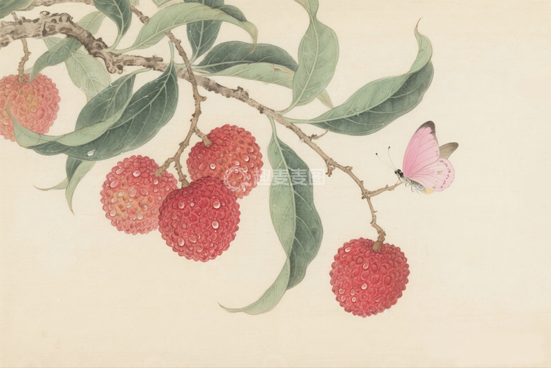 高清大图下载【趣麦麦图】水墨工笔国风荔枝枝叶果实插画素材1