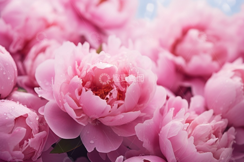 高清大图下载【趣麦麦图】盛开的粉色牡丹花2