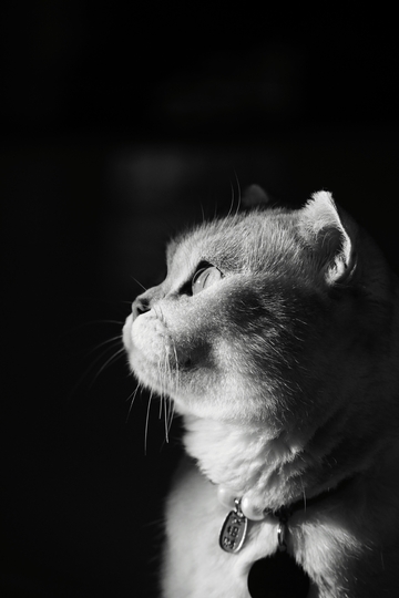 猫咪侧影黑白照