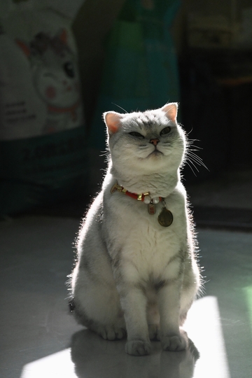 阳光下的傲娇喵星人