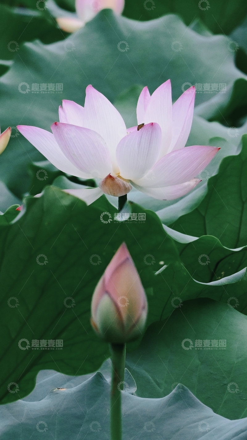 高清大图下载【趣麦麦图】粉荷绽于绿荷叶间