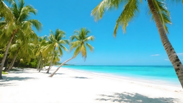 椰林海滩的度假胜景3