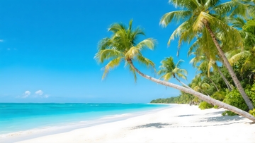 椰林海滩的度假胜景