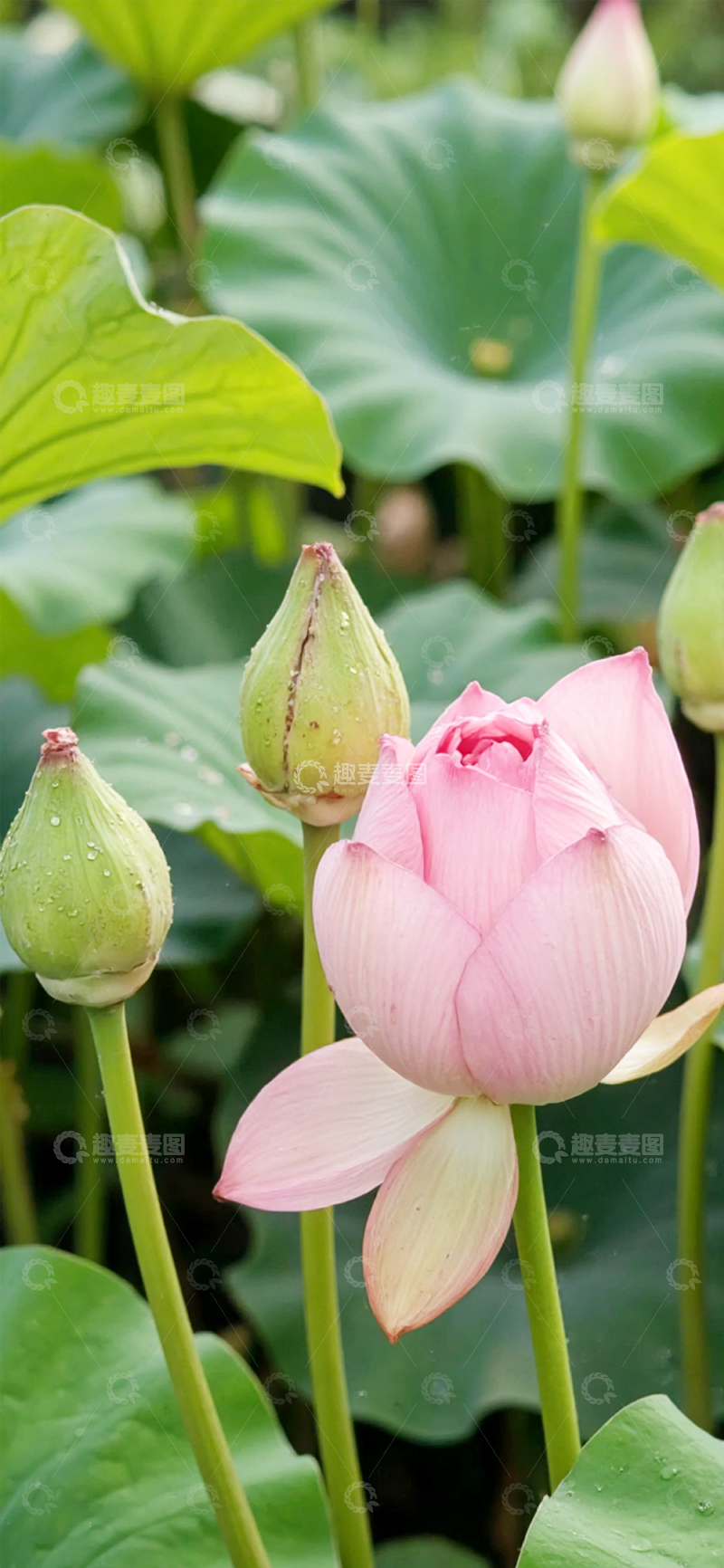 高清大图下载【趣麦麦图】夏日的荷花莲花12