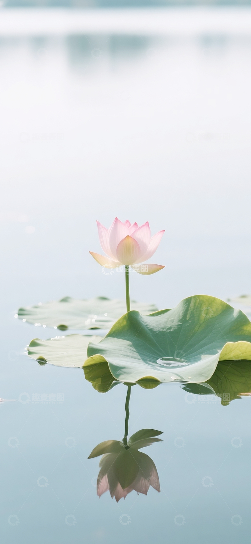 高清大图下载【趣麦麦图】夏日的荷花莲花13