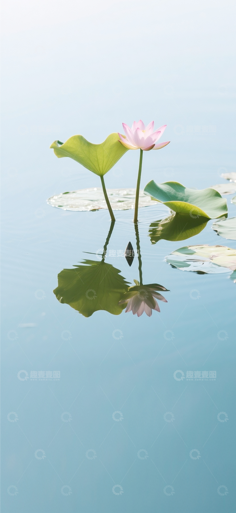 高清大图下载【趣麦麦图】夏日的荷花莲花14