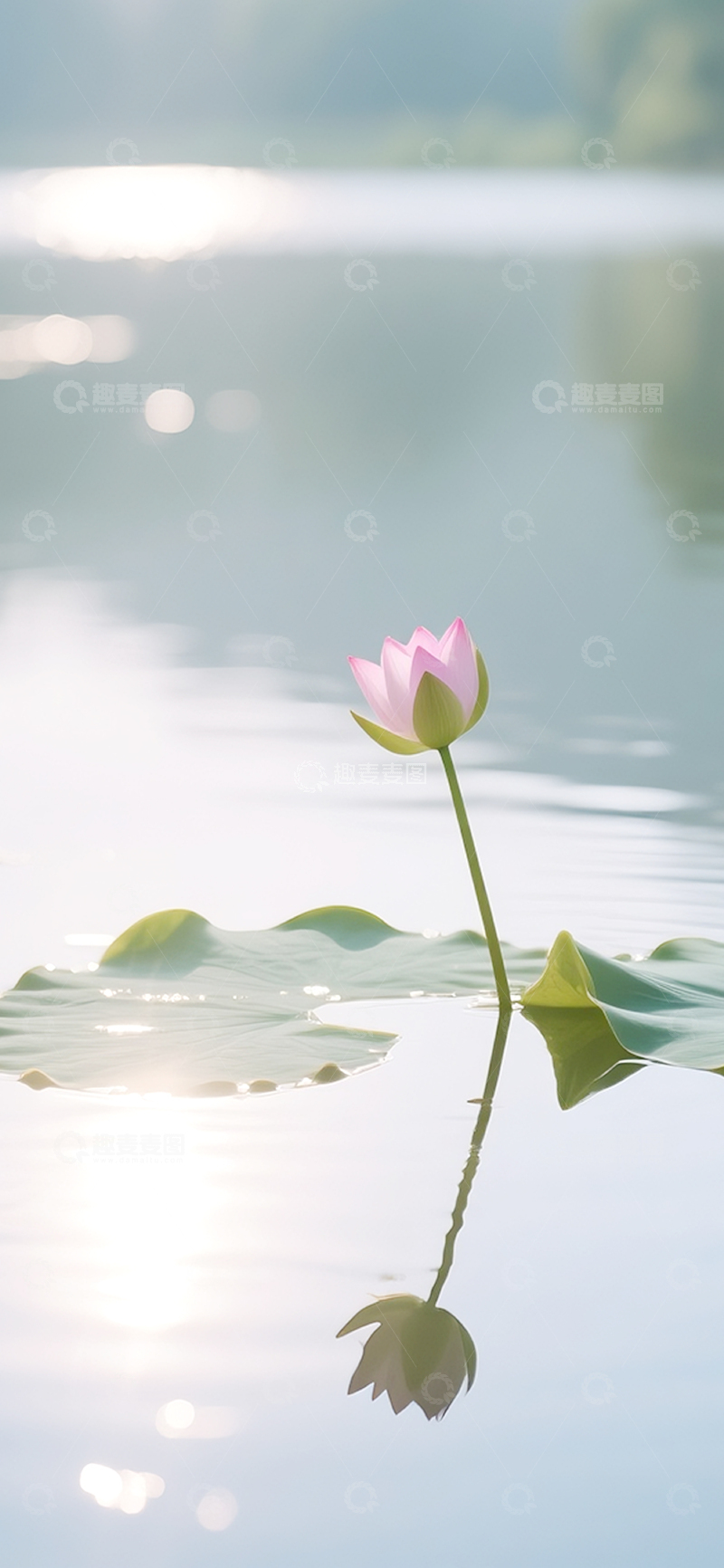 高清大图下载【趣麦麦图】夏日的荷花莲花18