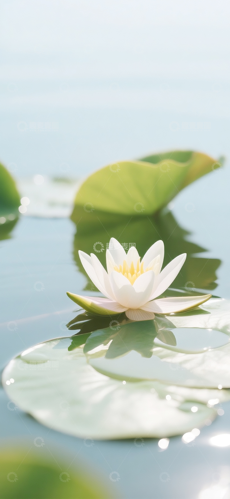 高清大图下载【趣麦麦图】夏日的荷花莲花19