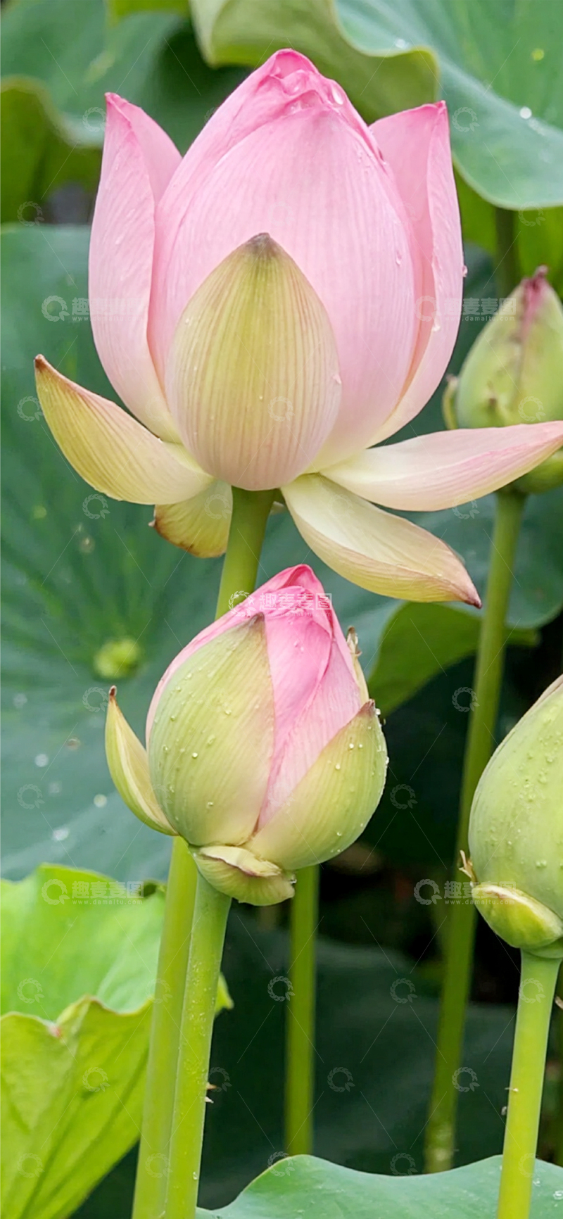 高清大图下载【趣麦麦图】夏日的荷花莲花5