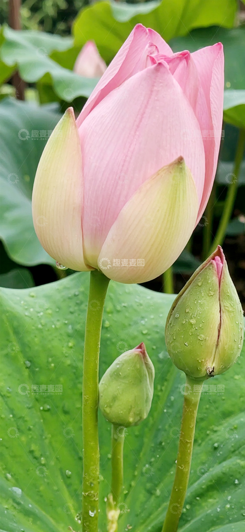 高清大图下载【趣麦麦图】夏日的荷花莲花8