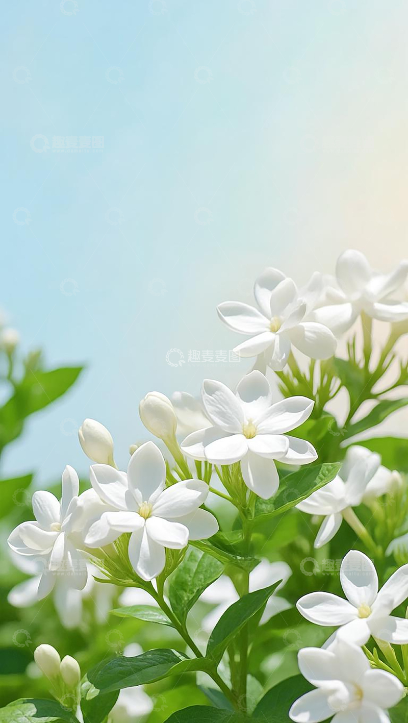 高清大图下载【趣麦麦图】夏日清新茉莉花摄影