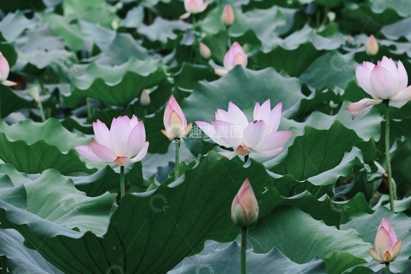 高清大图下载【趣麦麦图】-夏日荷塘，粉荷绽于翠绿莲叶间