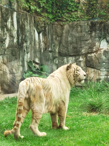 白虎立绿草，背景岩壁覆青藤，威风又静谧